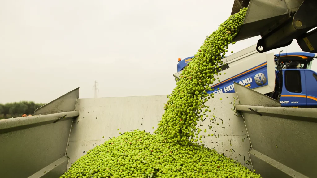 14 raccolta oleificio cericola