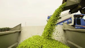 14 raccolta oleificio cericola