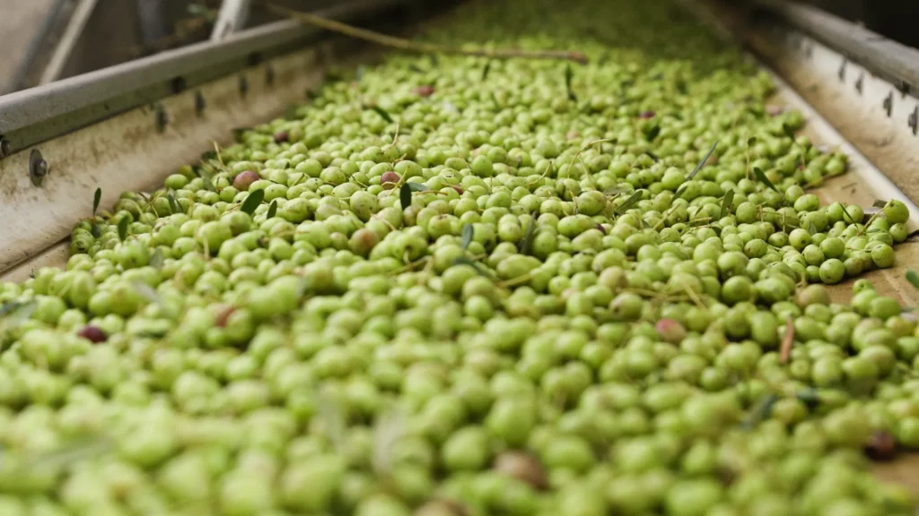 17 raccolta oleificio cericola