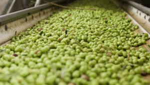 17 raccolta oleificio cericola