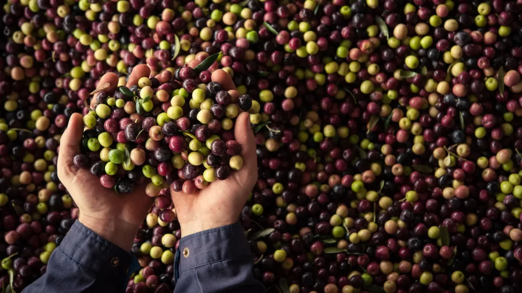 18 raccolta oleificio cericola