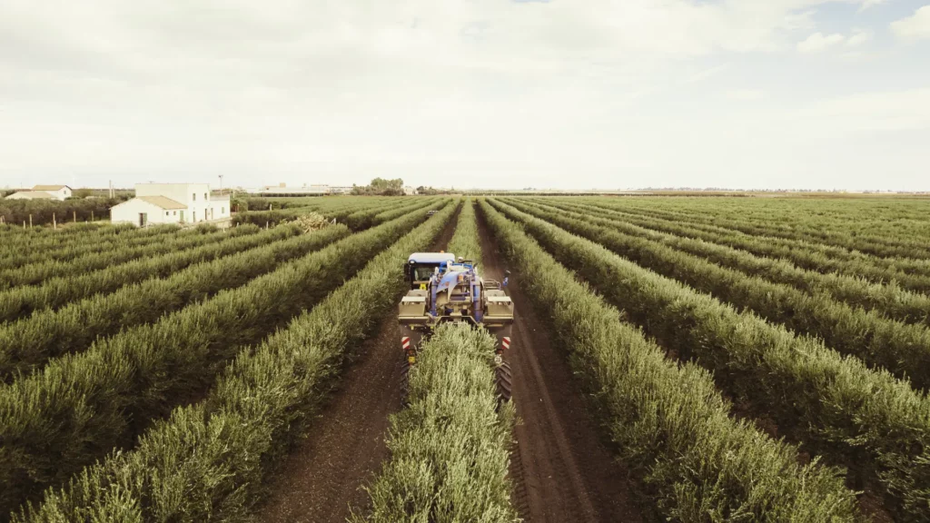 1 raccolta oleificio cericola