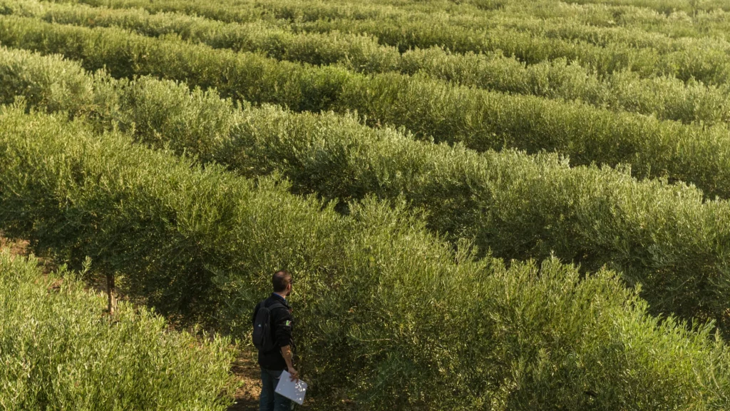 2 raccolta oleificio cericola