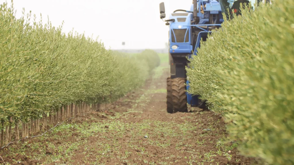 3 raccolta oleificio cericola