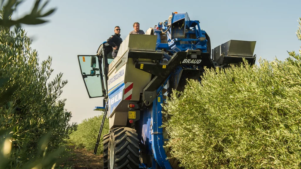 5 raccolta oleificio cericola