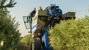 5 raccolta oleificio cericola