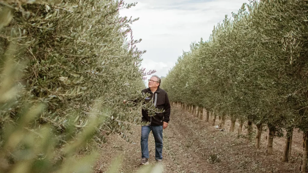 7 raccolta pietro leone oleificio cericola
