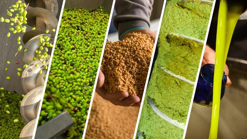 azienda dalla raccolta alla all olio denocciolato oleificio cericola