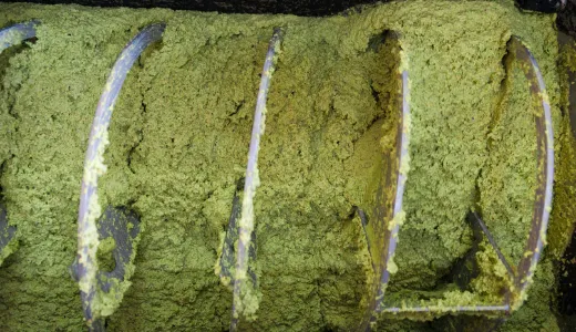 oleificio cericola 0003 dalla raccolta all olio denocciolato 3 gramolazione