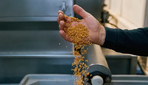 oleificio cericola 0004 dalla raccolta all olio denocciolato 2 frangitura con denocciolamento