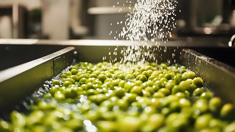 oleificio cericola 0005 dalla raccolta all olio denocciolato 1 defogliatura lavaggio adobestock 1033491218