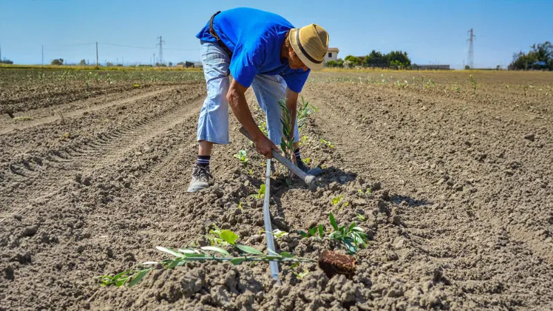 piantumazione servizi olieificio cericola 1
