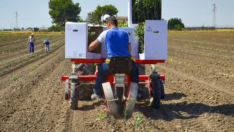 piantumazione servizi olieificio cericola 2