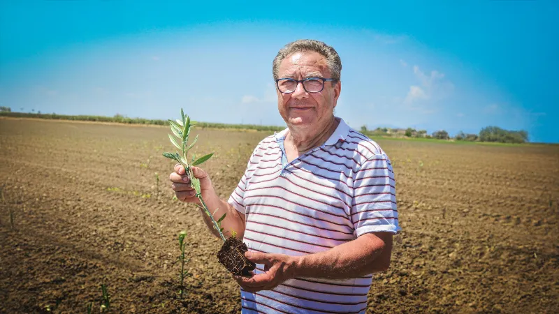 piantumazione servizi olieificio cericola pietro leone