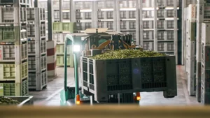 raccolta 2 oleificio cericola