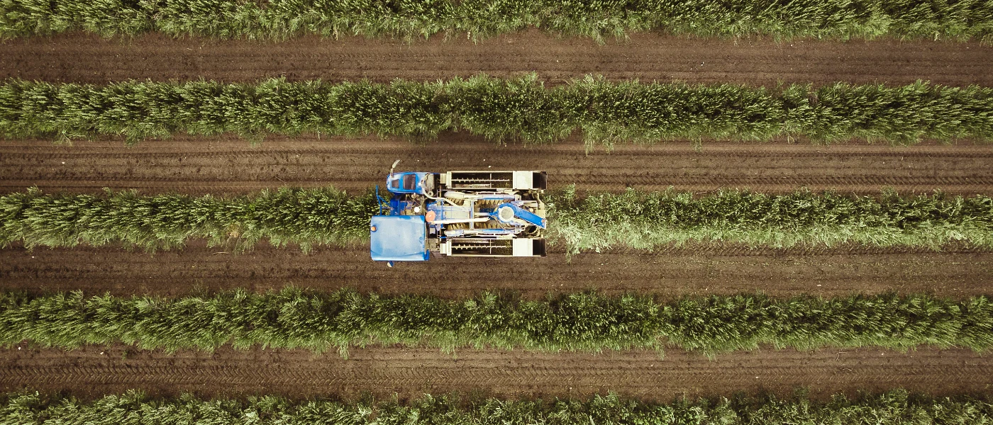 raccolta olive leone oleificio cericola